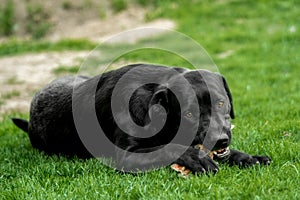 A black labrador retriever lies in the grass and chews a bone