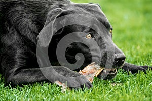 A black labrador retriever lies in the grass and chews a bone