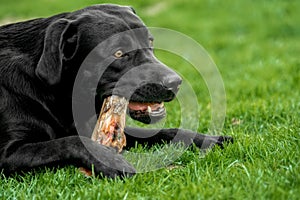 A black labrador retriever lies in the grass and chews a bone