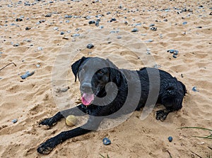 Black Labrador retriever lying on the beach, resting after playtime.