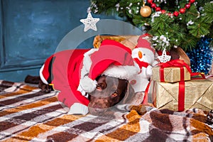 The black labrador retriever lying with gifts on Christmas decorations background