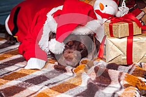 The black labrador retriever lying with gifts on Christmas decorations background