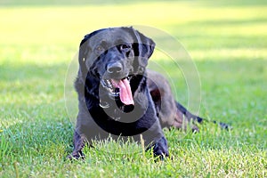 Black Labrador Retriever lying on the ground in a park in green grass. Background is green. It's a close up view