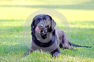 Black Labrador Retriever lying on the ground in a park in green grass. Background is green. It's a close up view