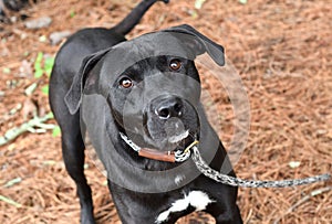Black Labrador Retriever mix breed dog outside on leash looking up at camera