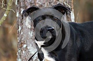 Black Labrador Retriever mixed breed photo