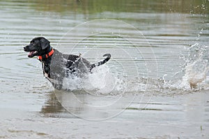 Black Labrador Retriever on the move