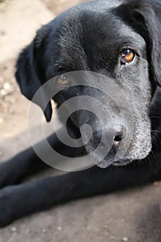 A black Labrador Retriever photo. Man's best friend. Adult Labrador face.