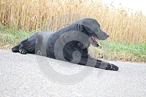 Black Labrador Retriever photography. Daylight photo. Close-Up.