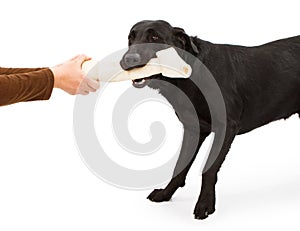 A Black Labrador Retriever Playing With A Bone
