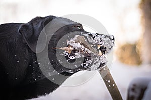 Black Labrador Retriever is playing with the stick in the winter, snow around a dog