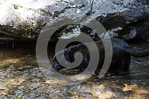 Black labrador retriever is playing in the water.