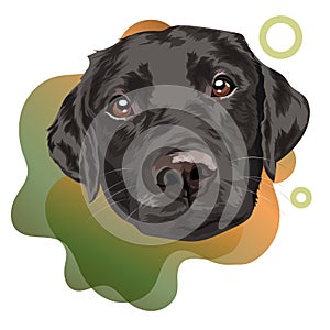 Black labrador retriever. Portrait of a dog on a colored background. Vector illustration