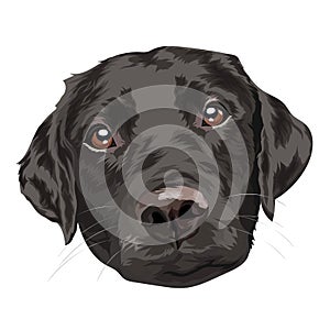Black labrador retriever. Portrait of a dog on a white background. Vector illustration