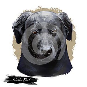 Black labrador retriever portrait of purebred digital art illustration. Canadian mammal gun dog, hunting breed. Doggy closeup