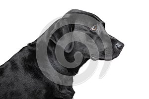 Black Labrador retriever profile