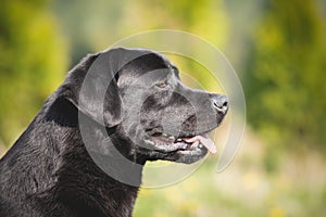 Black Labrador retriever profile
