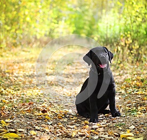 Black labrador retriever puppy