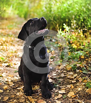 Black labrador retriever puppy