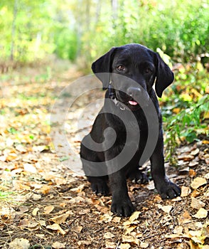 Black labrador retriever puppy