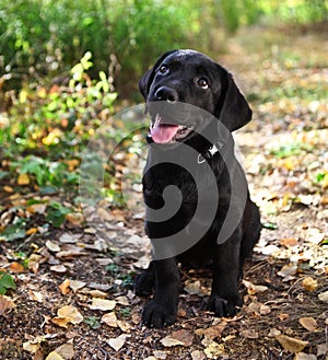 Black labrador retriever puppy