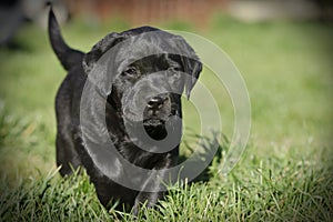 Black labrador retriever puppy