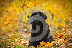 Black Labrador retriever puppy