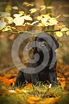 Black Labrador retriever puppy