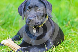 Black labrador retriever puppy with bone