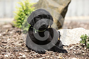 Black labrador retriever puppy lying