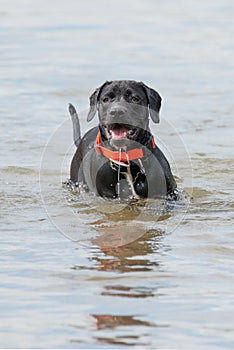 Black Labrador Retriever Puppy in water