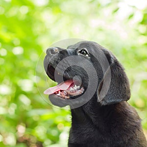 Black labrador retriever puppy in the yard