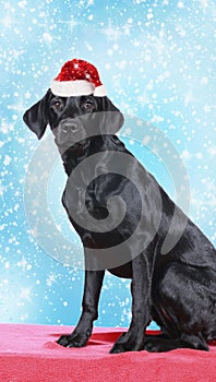 Black labrador retriever with red santa hat