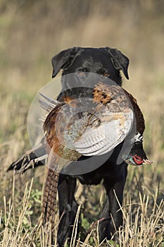 A Black Labrador Retriever with Rooster Pheasant