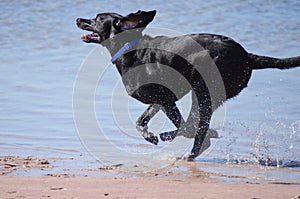 Black Labrador retriever running in the water