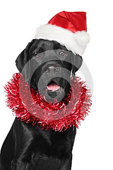 Black Labrador retriever in Santa Christmas red hat