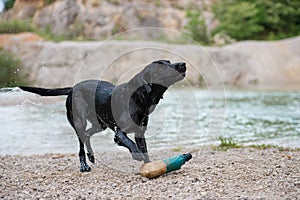 Black labrador retriever shaking off the water