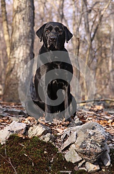 Black Labrador Retriever Sitting