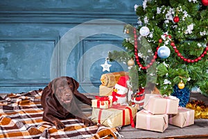 The black labrador retriever sitting with gifts on Christmas decorations background