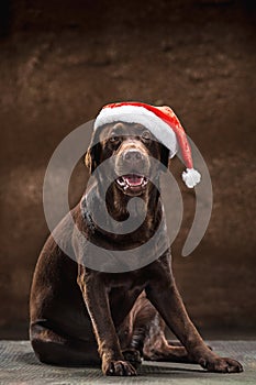 The black labrador retriever sitting with gifts on Christmas Santa hat