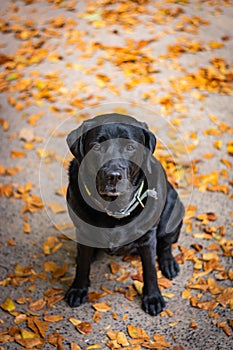 Black Labrador Retriever sitting on the gray ground and looking forward during autumn, dog has green collar