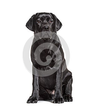 Black labrador retriever sitting, isolated