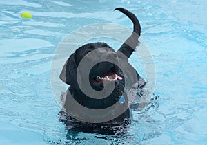 Black labrador retriever with smile in pool