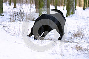 Black labrador retriever sniffing the snow