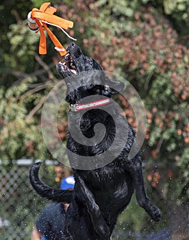 Black Labrador Retriever about to catch a toy