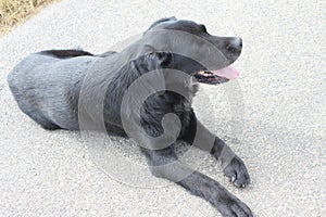 Black Labrador Retriever. Tongue out. Gray path background. Waiting dog.