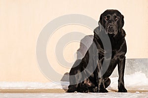 Black Labrador Retriever, watchdog sitting in front of house