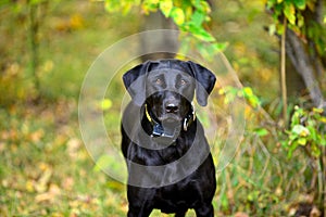 Black Labrador Retriever watching ready to be trained