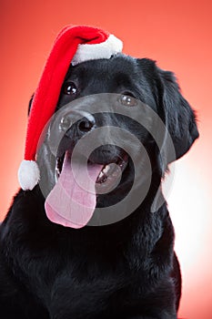 Black labrador retriever wearing red cap of santa