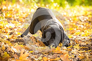 Black labrador retriever wipe his face on ground